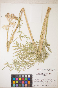 Sphenosciadium capitellatum image