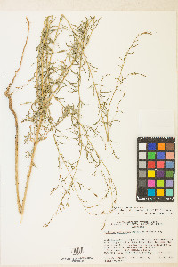 Epilobium brachycarpum image