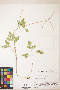 Osmorhiza depauperata image