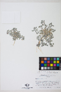 Astragalus tiehmii image