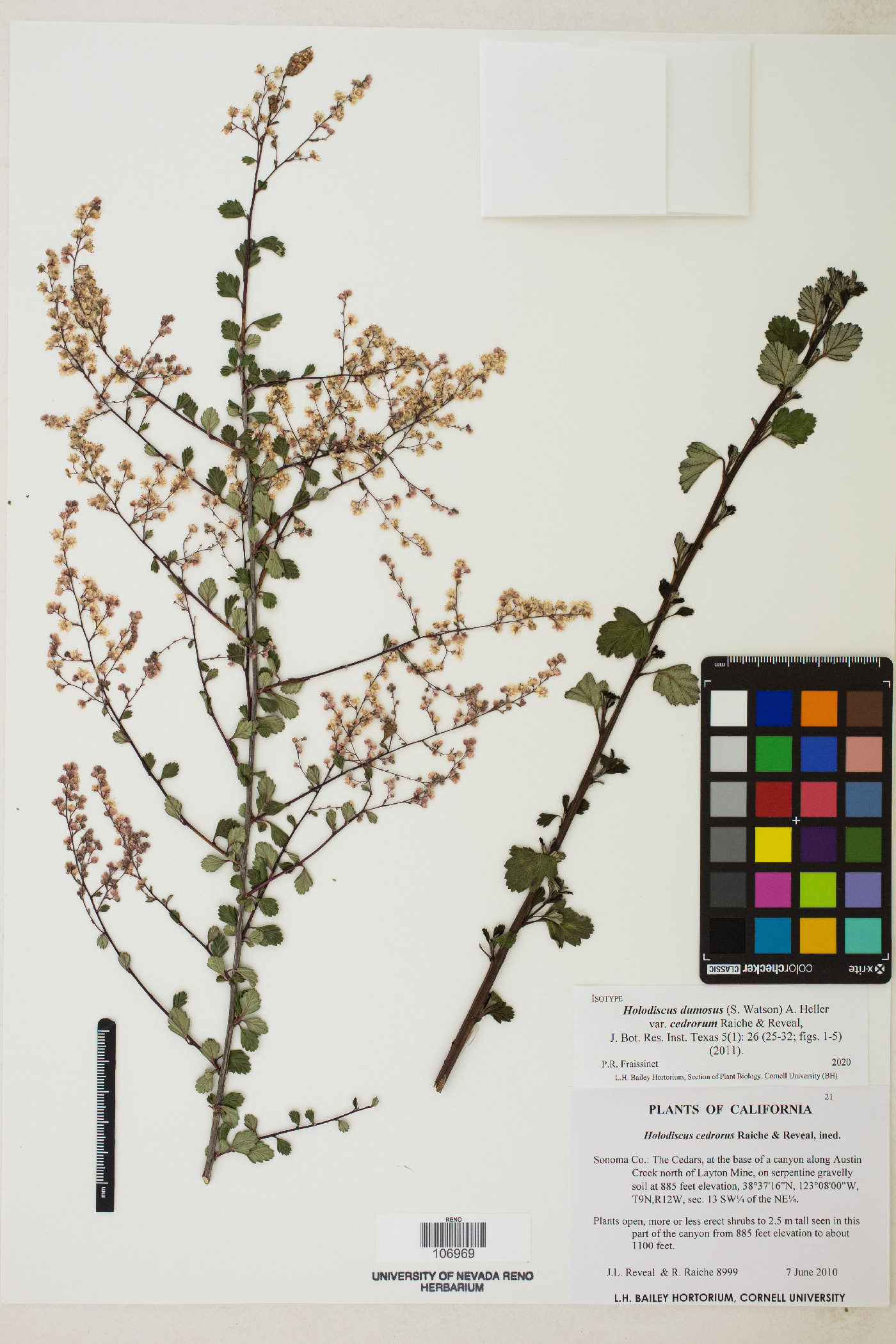 Holodiscus dumosus var. cedrorum image