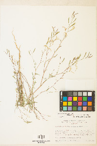 Epilobium brachycarpum image