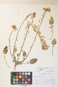 Chylismia claviformis var. purpurascens image