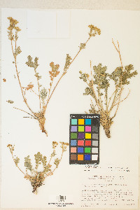 Potentilla pensylvanica image