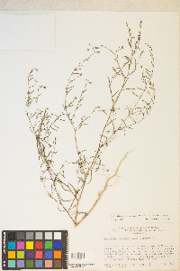 Gayophytum decipiens image