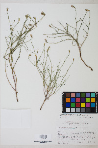 Stephanomeria tenuifolia image