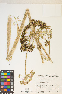 Angelica lineariloba image