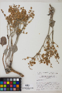 Eriogonum rupinum image