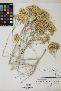 Ericameria nauseosa var. hololeuca image