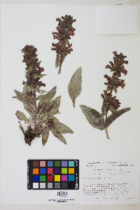 Penstemon monoensis image