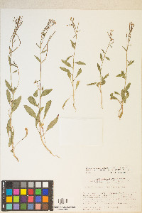 Eremothera chamaenerioides image