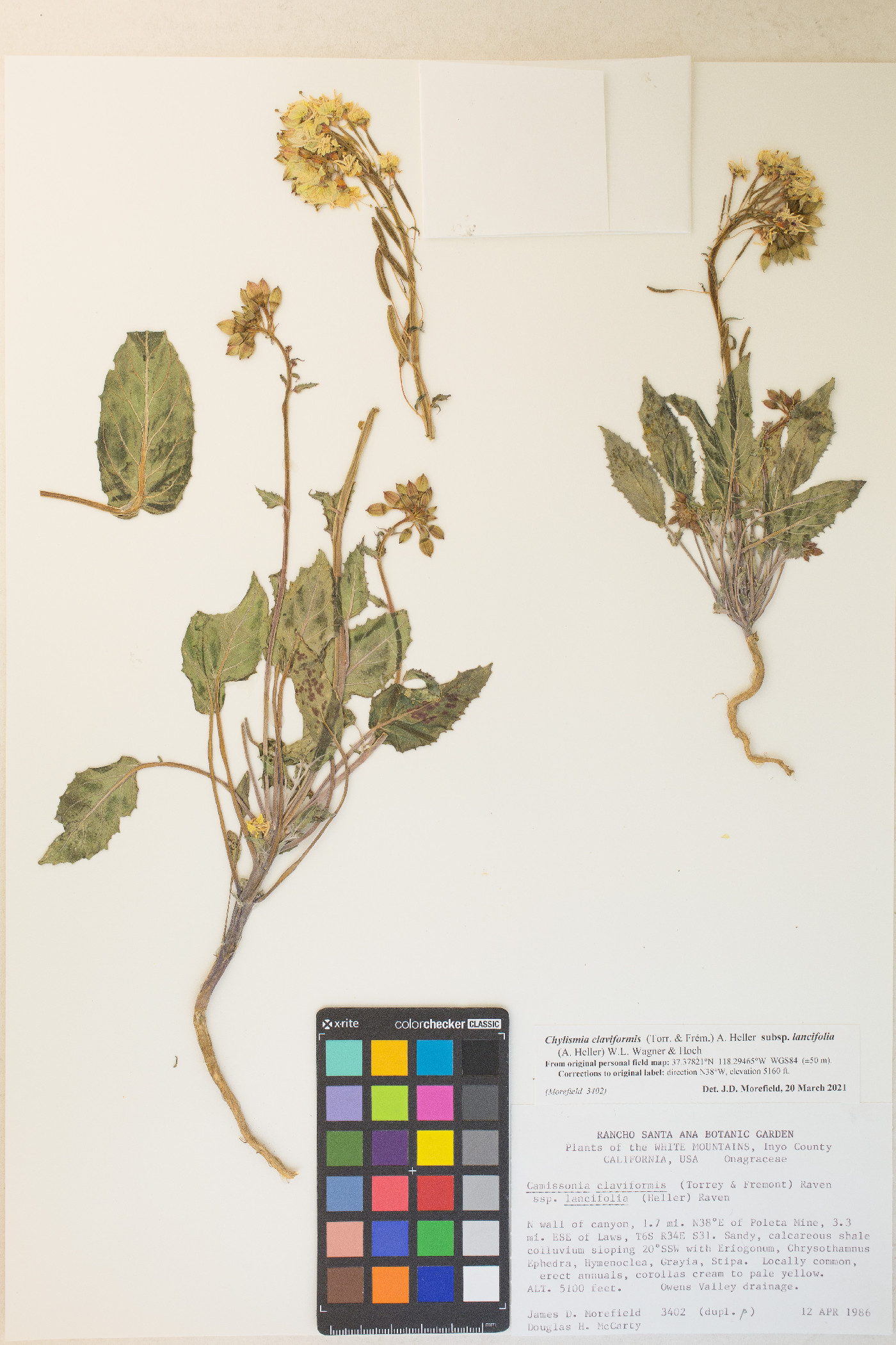 Chylismia claviformis var. lancifolia image