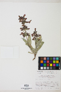 Penstemon monoensis image