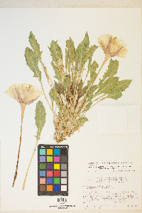 Oenothera cespitosa image