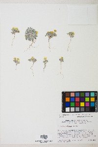 Eriophyllum wallacei image