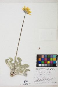 Enceliopsis nudicaulis var. nudicaulis image