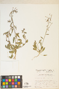 Eremothera chamaenerioides image