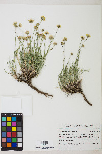 Erigeron linearis image