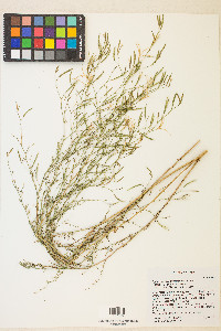 Epilobium brachycarpum image