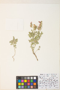 Sphaeralcea grossulariifolia image