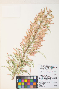 Tamarix chinensis image