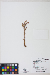 Orobanche fasciculata image