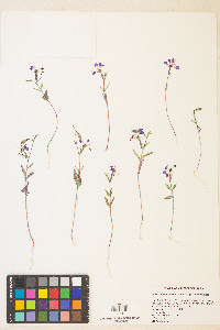 Clarkia tembloriensis image