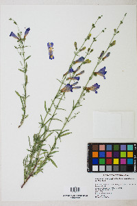Penstemon heterophyllus var. australis image