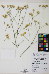 Bebbia juncea var. aspera image