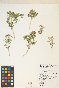 Eremothera boothii var. condensata image