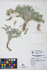 Astragalus tidestromii image