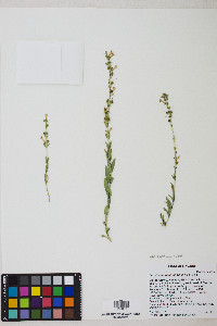 Penstemon deustus image