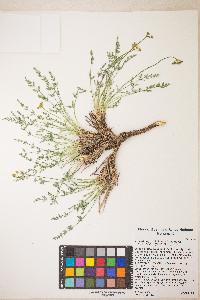 Lomatium parryi image