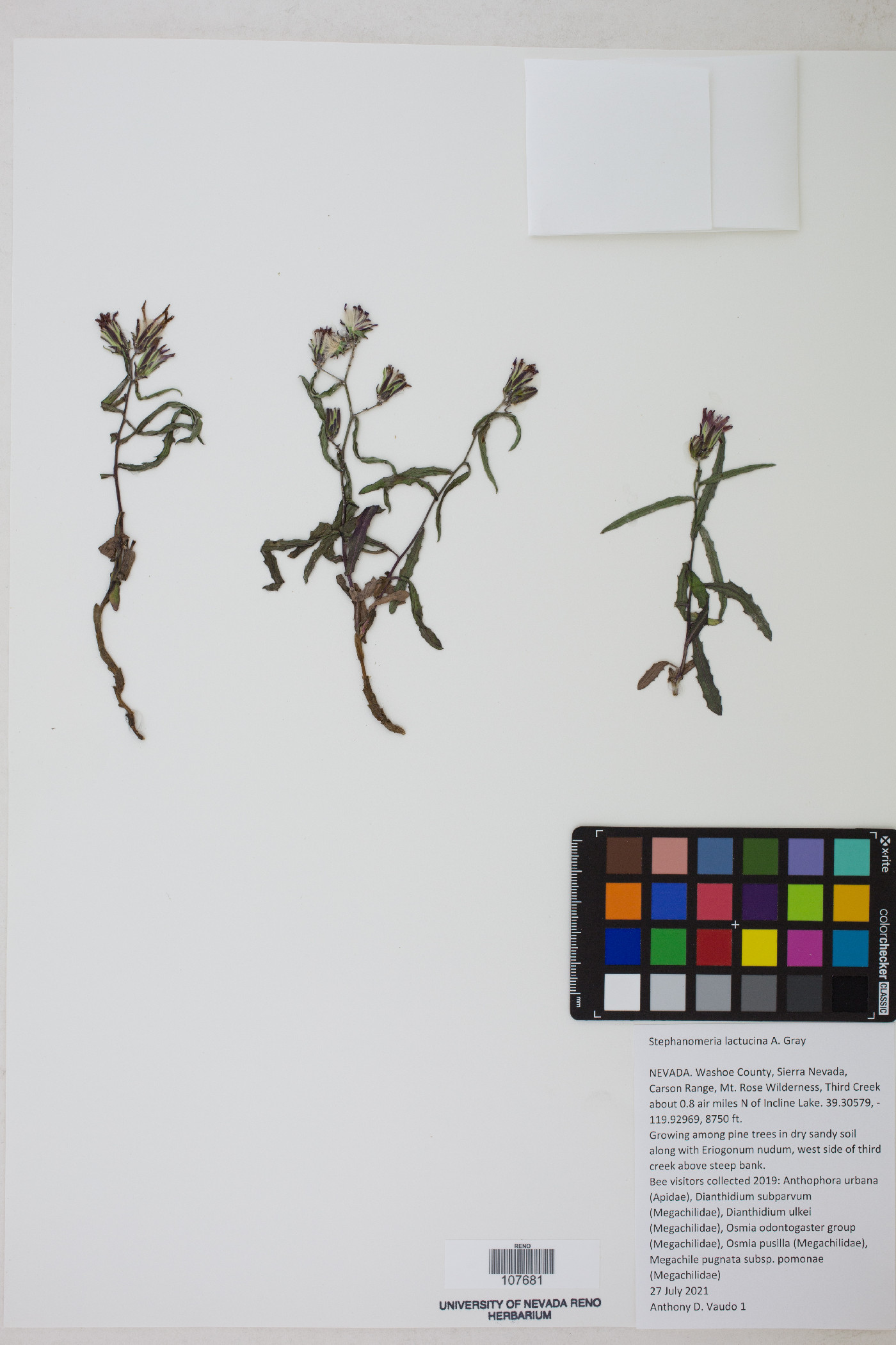 Stephanomeria lactucina image