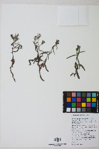 Stephanomeria lactucina image