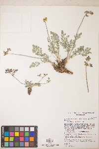 Lomatium fimbriatum image