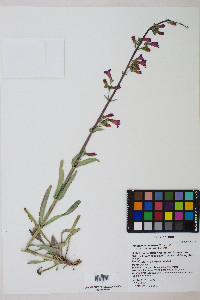 Penstemon confusus image