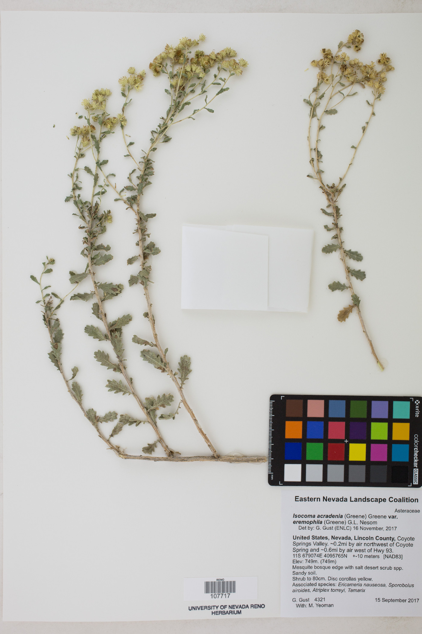 Isocoma acradenia var. eremophila image