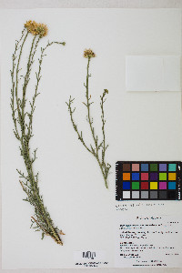 Xanthisma spinulosum var. gooddingii image