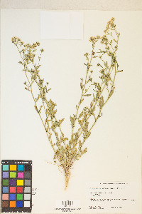 Lepidium montanum image