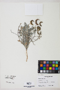 Astragalus tidestromii image