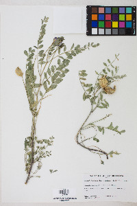 Astragalus lentiginosus var. diphysus image