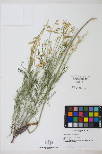 Astragalus filipes image