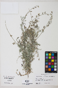 Astragalus humistratus var. humivagans image