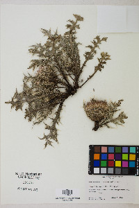 Cirsium tioganum var. coloradense image