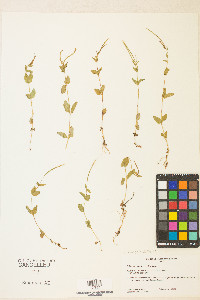 Epilobium anagallidifolium image