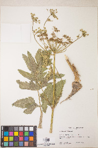 Pastinaca sativa image