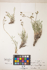 Peucedanum graveolens image