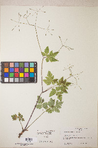 Osmorhiza depauperata image