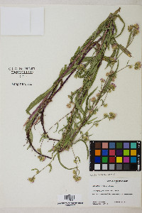 Symphyotrichum eatonii image